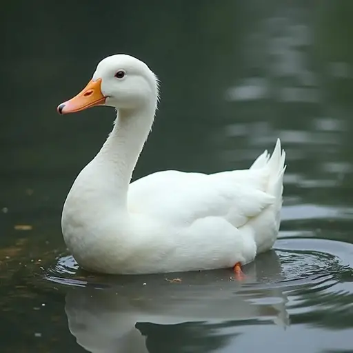 White Duck